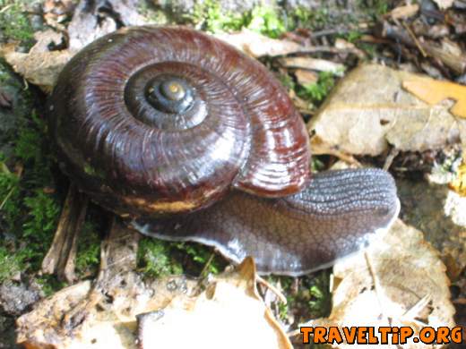 New Zealand - West Coast - The Heaphy Track - Paraphanta snail. Look but don't touch as these are strictly protected.