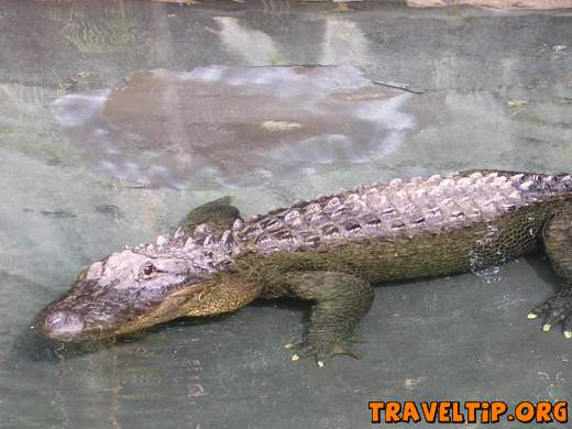 Australia - Queensland - Australia Zoo - Home of the Crocodile Hunter - 