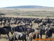 Kenya - Rift Valley - Wildebeest Migration In Masai Mara, Kenya